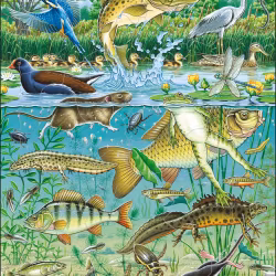 Barnpussel - Nordiska Djurarter i Dammen, 50 Bitar Rampussel