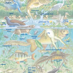 Barnpussel - Nordiska Djurarter i Dammen, 50 Bitar Rampussel