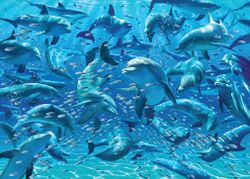 Cheatwell - Dolphins - Dubbelsidigt pussel - 500 Bitar
