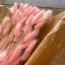 Lagurus Rabbit tail Rosa 80gr