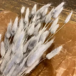 Lagurus Rabbit tail Grå 80gr