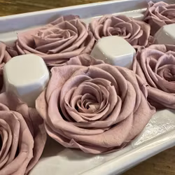 Rosor Gammelrosa 8-pack