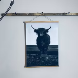 Canvasposter Higland Cattle 50X70cm