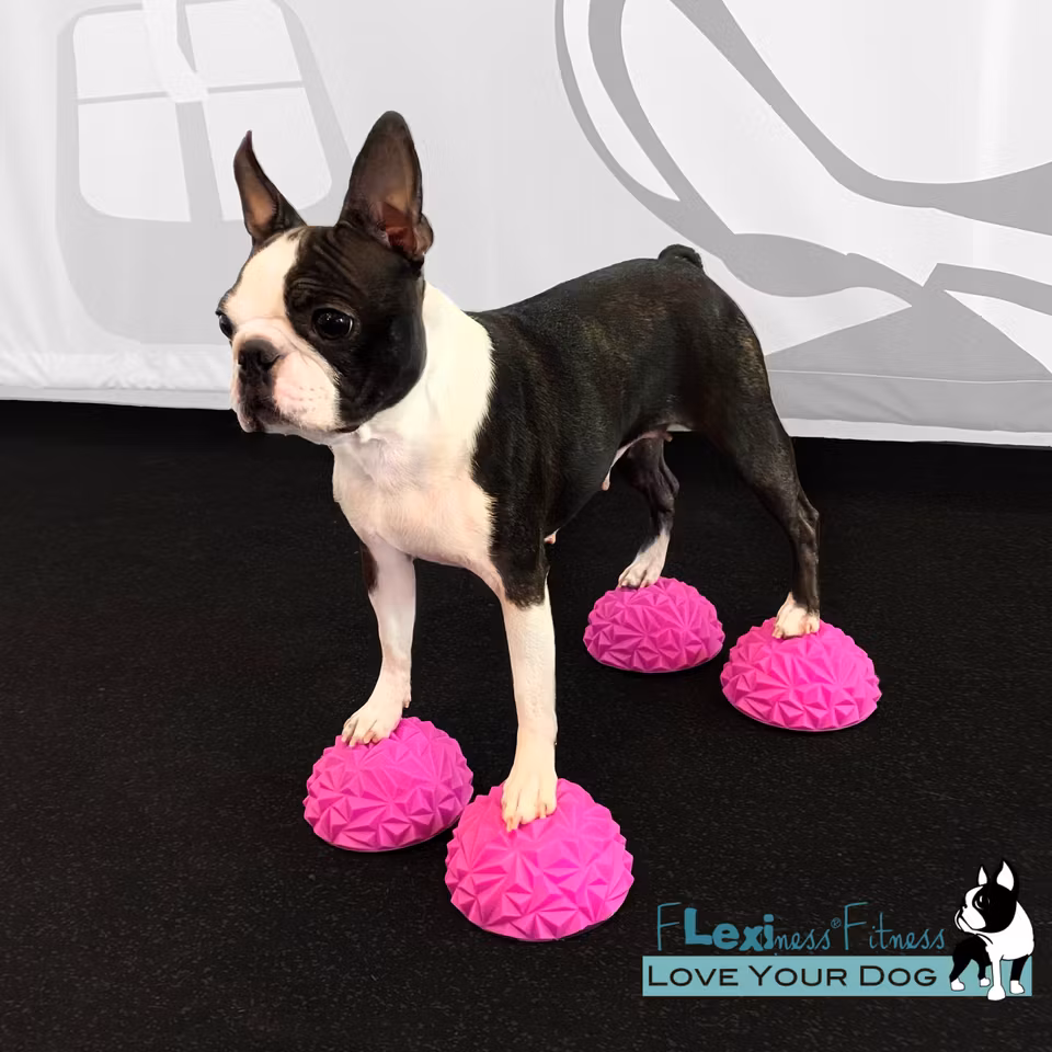 Flexiness® ToyPawStackers 12 cm, 4-pack