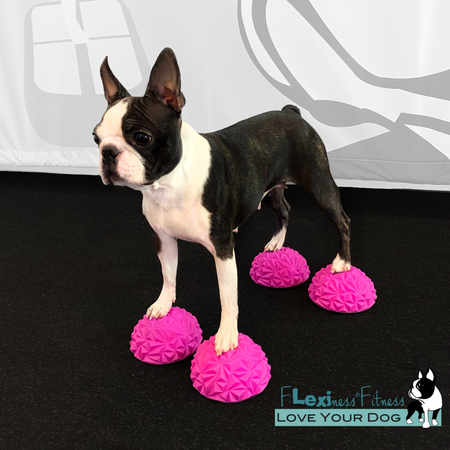 Flexiness® ToyPawStackers 12 cm, 4-pack