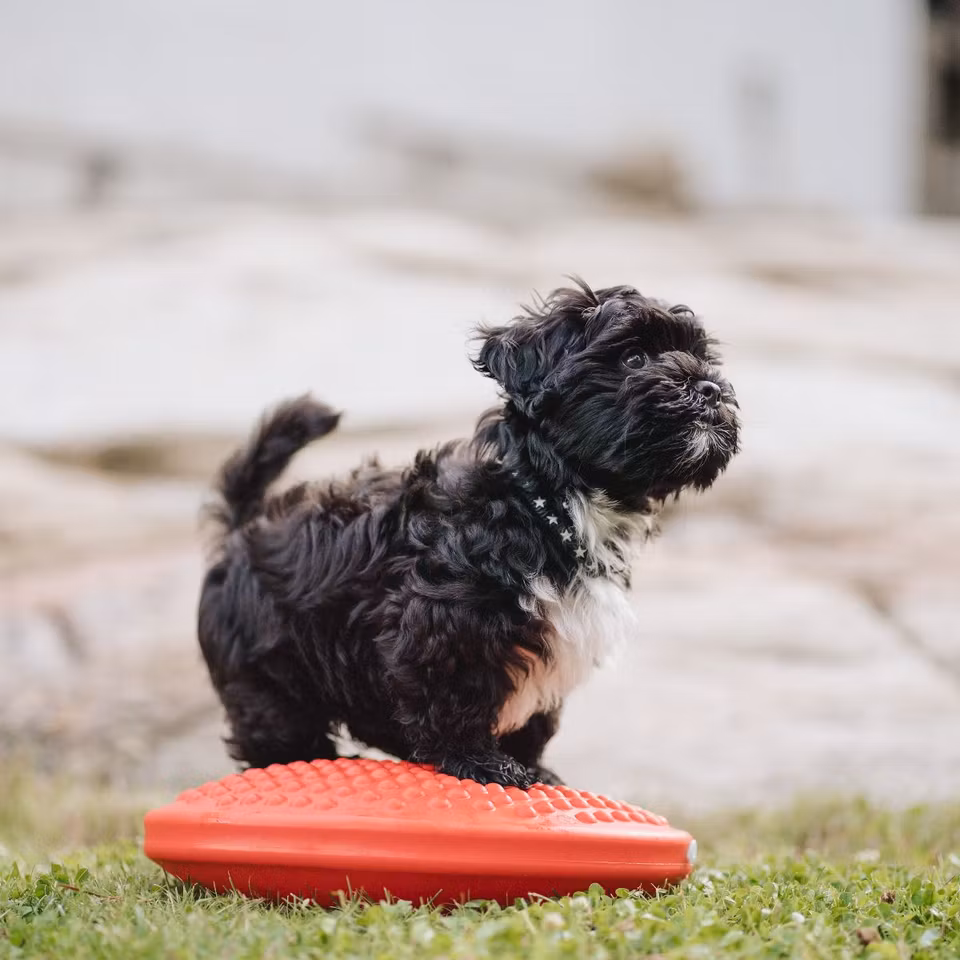 Balansdisc Medium 32 cm