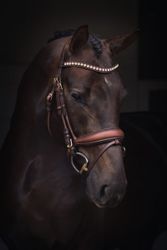 Jacson Cleveland Dressage Bridle, Brun