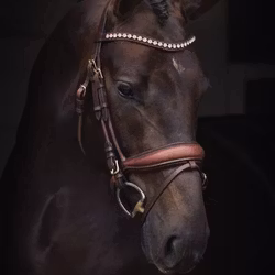 Jacson Cleveland Dressage Bridle, Brun