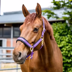 Back on Track Werano Grimma, Lila