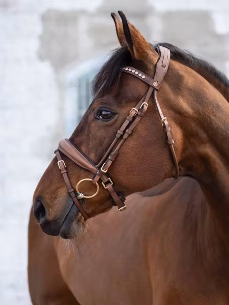 Jacson Cleveland Dressage Bridle, Brun
