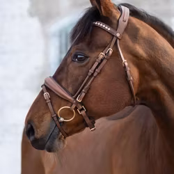 Jacson Cleveland Dressage Bridle, Brun