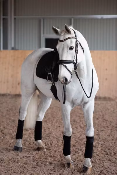 Jacson Cleveland Dressage Bridle Svart