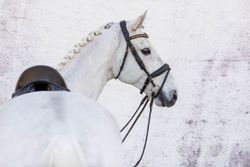 Jacson Cleveland Dressage Bridle Svart