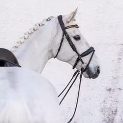Jacson Cleveland Dressage Bridle Svart