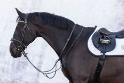 Jacson Cincinatti Martingal, Svart