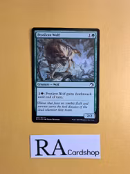 Pestilent Wolf Common 192/277 Innistrad Midnight Hunt (MID) Magic the Gathering