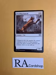Prowling Caracal Common 017/259 Ravnica Allegiance (RNA) Magic the Gathering