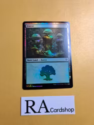 Forest Basic Land Foil 274/281 Dominaria United (DMU) Magic the Gathering