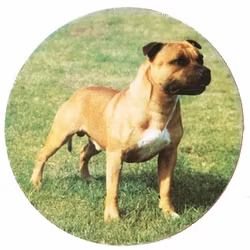 Glasunderlägg – Amstaff
