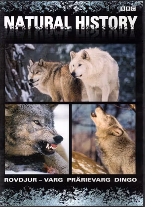 Natural History: Rovdjur - Varg, Prärievarg, Dingo (Beg. DVD)