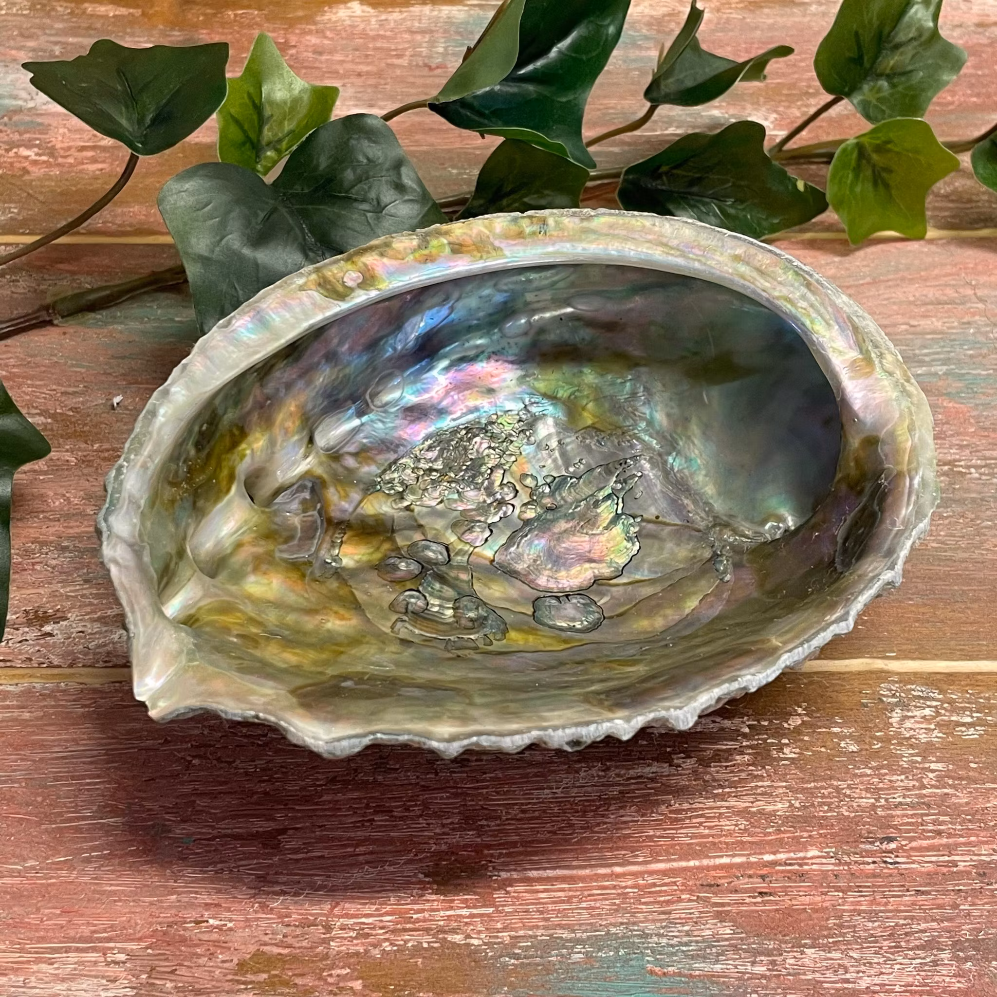 Green Abalone skal