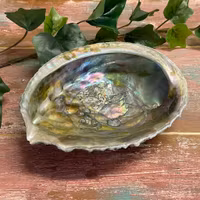 Green Abalone skal