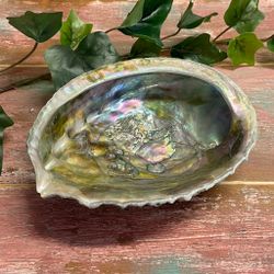 Green Abalone skal