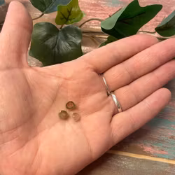 Vattenmelon turmalin platta