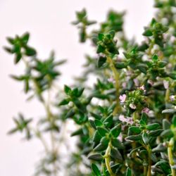 Timja (torkad), 500g