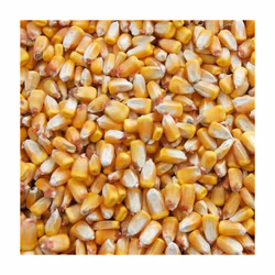 Majs (hel), 25kg