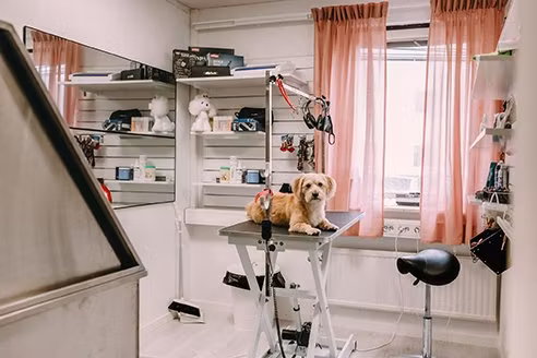 Hur ofta behöver en hund klippas eller trimmas?