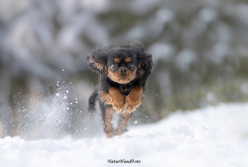 Vackra foton på din hund