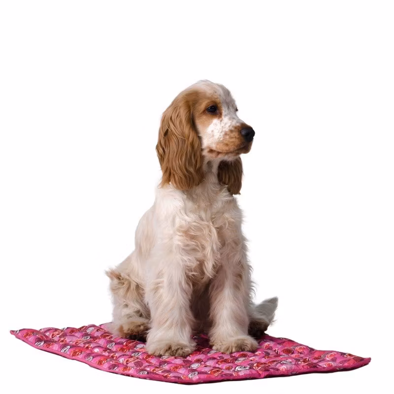Kyldyna och silverduk till hunden