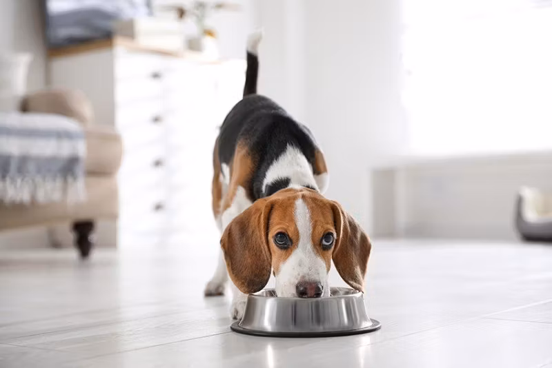 Hundskålar är någonting som vi alla hundägare behöver till våra små pälsbollar där hemma