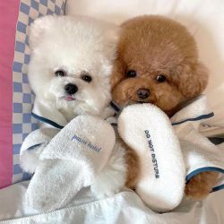 SPA Dog Toy Slippers