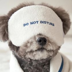 SPA Dog Eye Patchers Hund