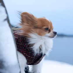 Wool Blend Jacket Red