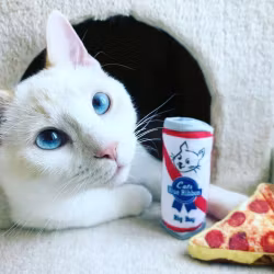 Kopia Kittybelles Pizza Kattleksak med Catnip