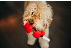 FurEver Hearts