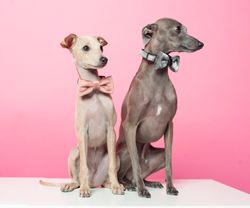 Halsband Bow-tie Powderpink