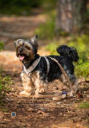 Gustaf & Evita Hundsele Pro Beigeruta