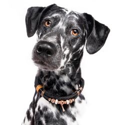 Hundhalsband Paracord, Tiffanys