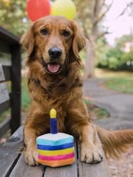 Bone Appetite Cake
