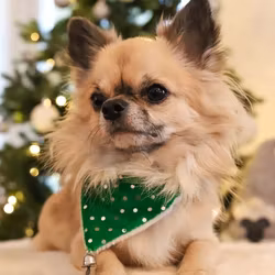 Julbandana till hund, grön