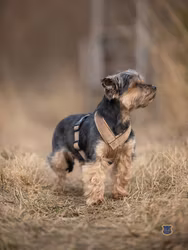 Gustaf & Evita Hundsele Pro Sammet, Mocca Strl. 5