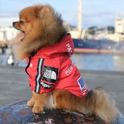 Regnjacka, Dog Face, röd