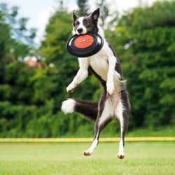 AC/DC Frisbee Hundleksak