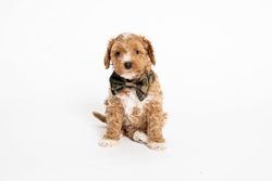 Camouflage Bow Tie