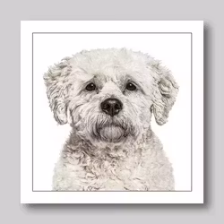 Födelsedagskort Bichon Frisé