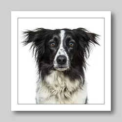 Födelsedagskort Border Collie